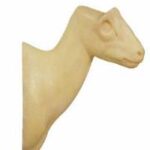 Grysbok