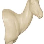 Springbok