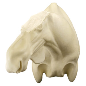 Alaskan Moose Semi-Sneak Shoulder Mount