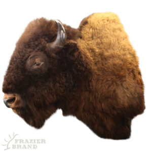 Buffalo Extra Large Semi-Closed Mouth Wall Mount