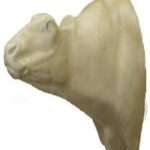 Buffalo
