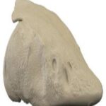 White Sturgeon Head Form