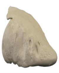 White Sturgeon Head Form