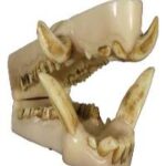 Boar