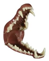 Coyote Slimline Hinged Jawset - With Throat | Research Mannikins ...