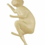 Bush Baby