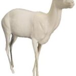 Blackbuck