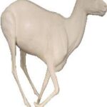 Blackbuck