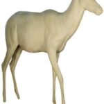 Blesbok-Bontebok