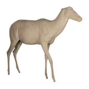 Blesbok-Bontebok Walking