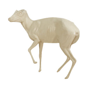 Muntjac Raised Right leg