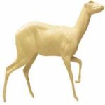 Bushbuck