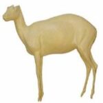 Bushbuck