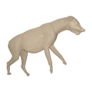 Hyena Lunging Forward