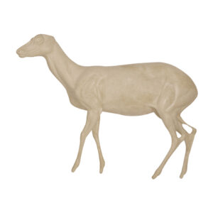 Brocket Deer Walking