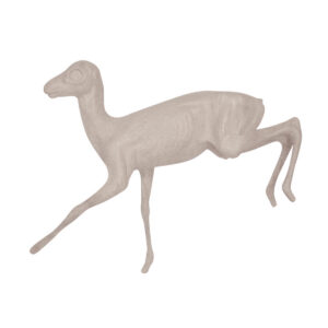 Dik Dik Fawn Running and Leaping