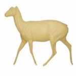 Bushbuck
