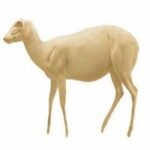 Duiker