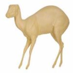 Duiker
