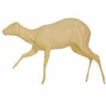 Duiker