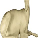 Duiker