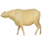 Cape Buffalo