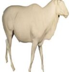 Eland