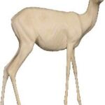 Gazelle