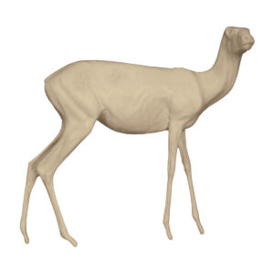 Dorcus Gazelle Standing