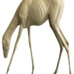 Gazelle