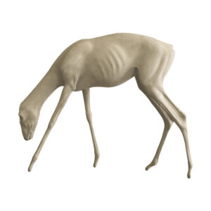 Dorcus Gazelle Grazing