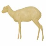 Grysbok