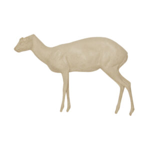 Grysbok Standing