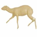 Grysbok