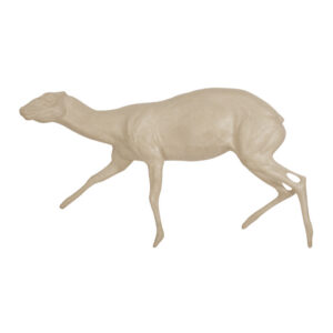 Grysbok Running
