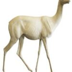 Gazelle