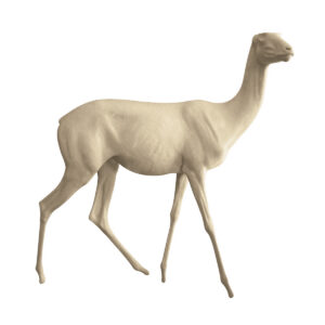 Dhama Gazelle Walking