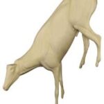 Tahr