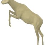 Impala