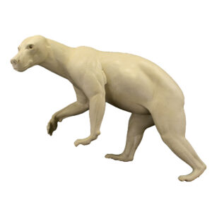 Grizzly Bear Walking Uphill