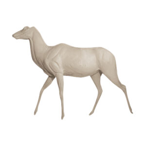 Greater Kudu Walking