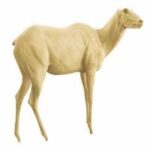Kudu