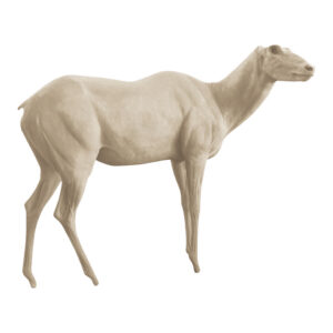 Greater Kudu Standing