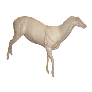 Sambar Walking Steep Downhill