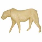 African Lion
