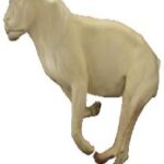 African Lion