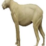 African Lion