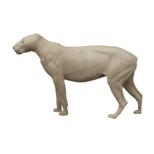 Lion Standing Head Level