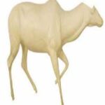Nyala