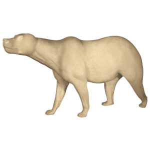Grizzly Bear Walking Head Up